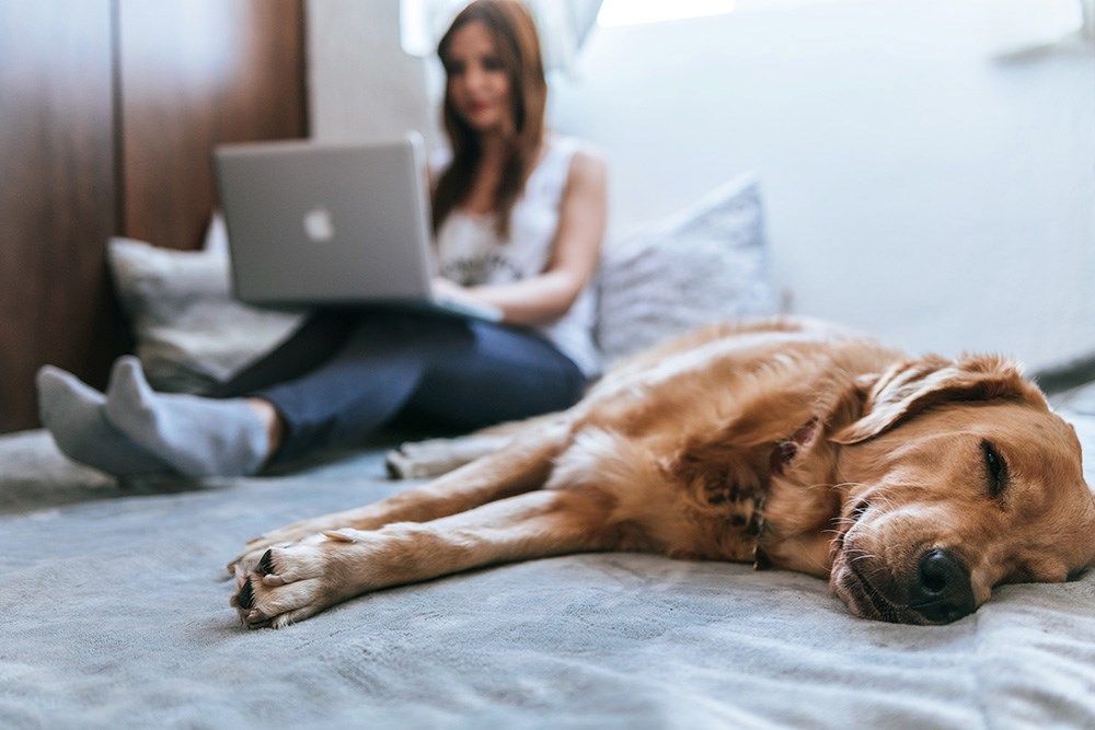 A woman working on a laptop while her pet dog lays down next to her