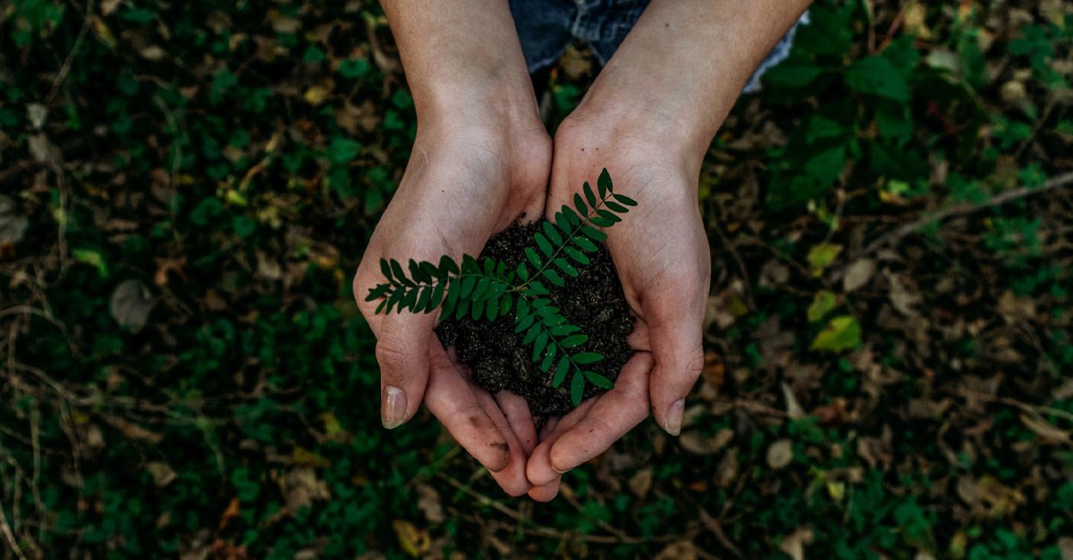 Hands holding a plant